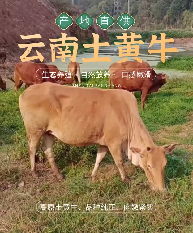 普洱思茅区正宗农村散养土黄牛肉现宰现发新鲜好品质3斤/5斤装