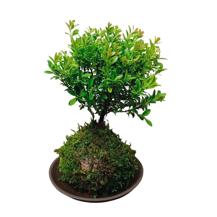 小叶赤楠苔藓球室内绿植盆栽桌面装饰禅意植物好养