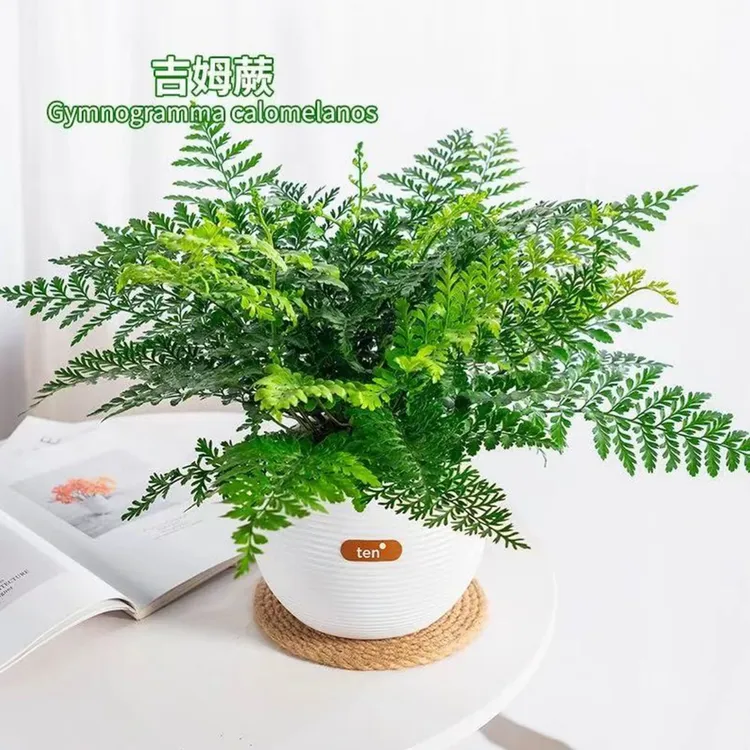 吉姆蕨网红植物盆栽绿植室内茶室盆景花卉水培蕨类观叶好养盆栽花