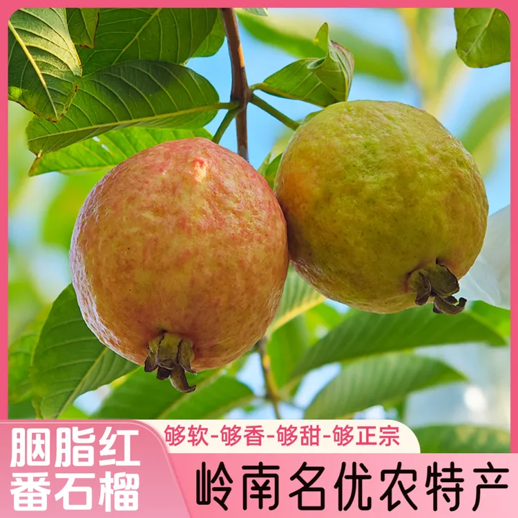 【顺丰包邮】广州增城胭脂红番石榴粉红心芭乐软糯香甜鸡屎果2-5斤