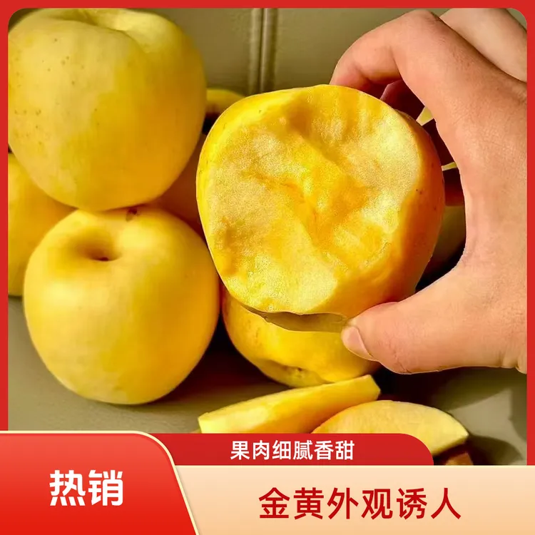 大连瓦房店黄金维纳斯苹果黄苹果黄金苹果脆甜果汁