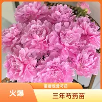 （三年苗）重瓣观赏芍药花苗山东菏泽基地直发现挖现发