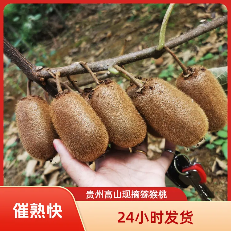 贵州修文猕猴桃高山现摘维C爆棚新鲜香甜多汁