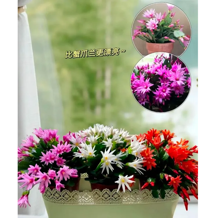 精品仙指兰盆栽带花苞蟹爪兰小昙花四月红室内阳台植物四季开花