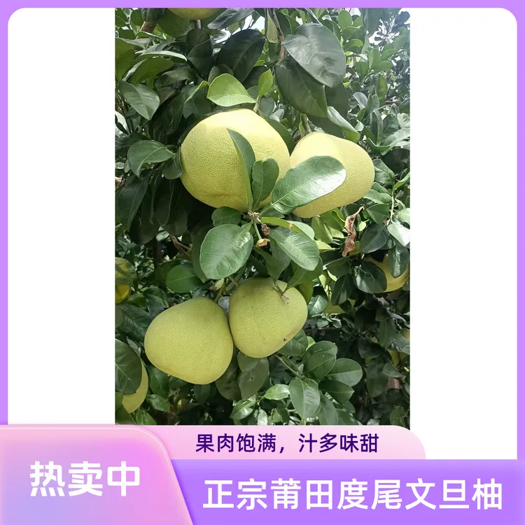 【顺丰包邮】正宗福建度尾文旦柚红心老树蜜柚香甜多汁果园新鲜现发