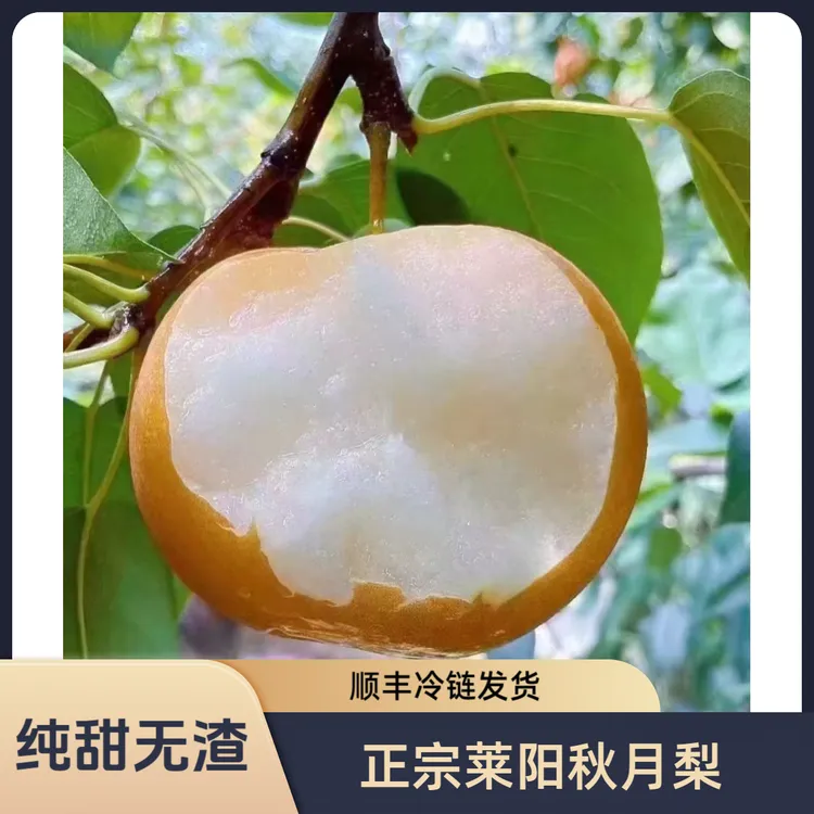 【顺丰冷链】山东莱阳秋月梨新鲜冰糖脆甜梨当季水果秋月梨现摘