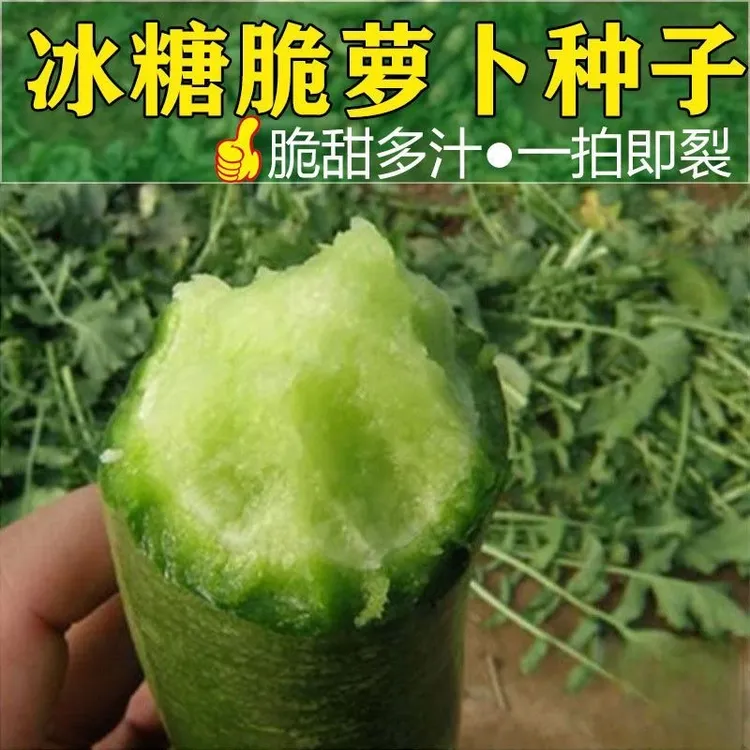 冰糖脆水果萝卜种子水果萝卜籽家庭阳台小院盆栽地栽四季种植