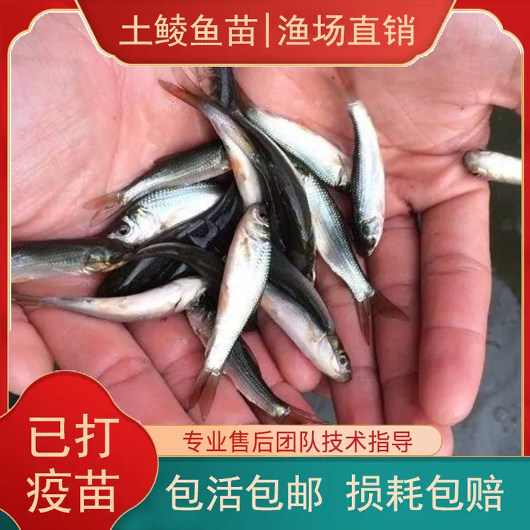 鲮鱼苗土鲮鱼苗淡水养殖麦鲮鱼苗泰鲮鱼苗易养殖小鱼苗鱼塘鱼苗
