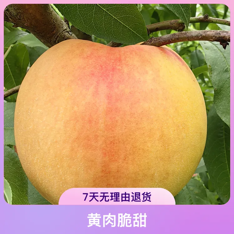黑涞10月蜜桃黄肉脆甜南北种植地栽盆栽好吃好种