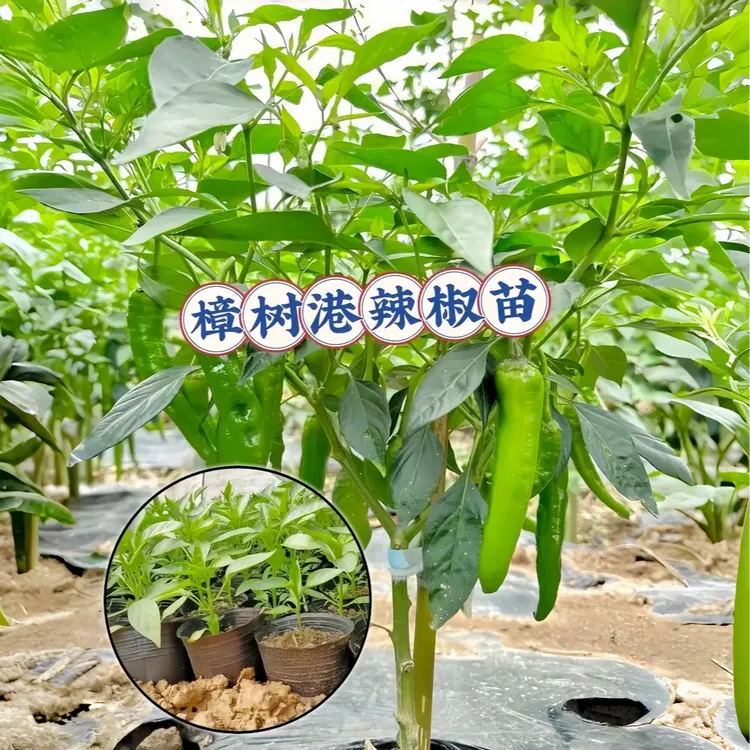 育苗基地直发 樟树港辣椒苗 壮苗根系旺 坏苗包赔 阳台地栽通用辣商品图