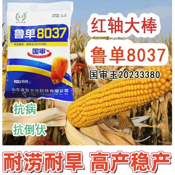鲁单8037玉米种子高产抗病抗倒杂交出籽率高产量高