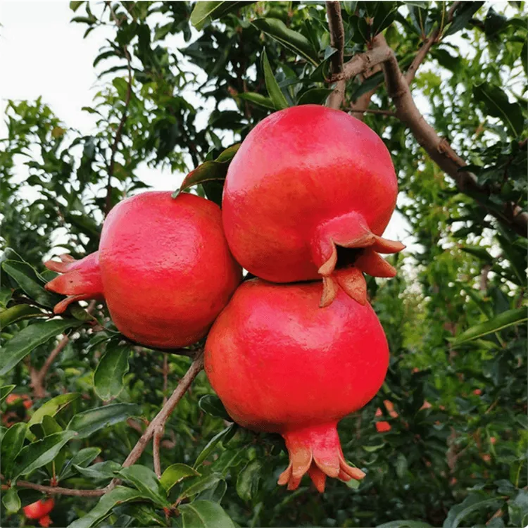 红巨蜜软籽石榴树苗新品种红石榴南北方种植盆栽地栽