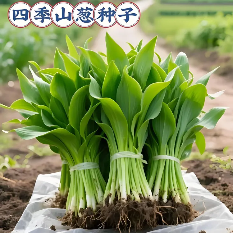 【四季寒葱种子】山葱寒葱种子家庭阳台小院耐热四季种植盆栽地栽