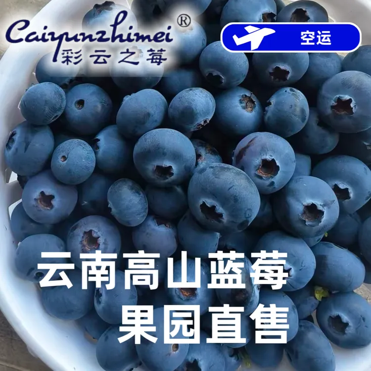 【霸王莓】云南蓝莓鲜果新鲜水果 当季高山花香 孕妇 顺丰/邮政空运