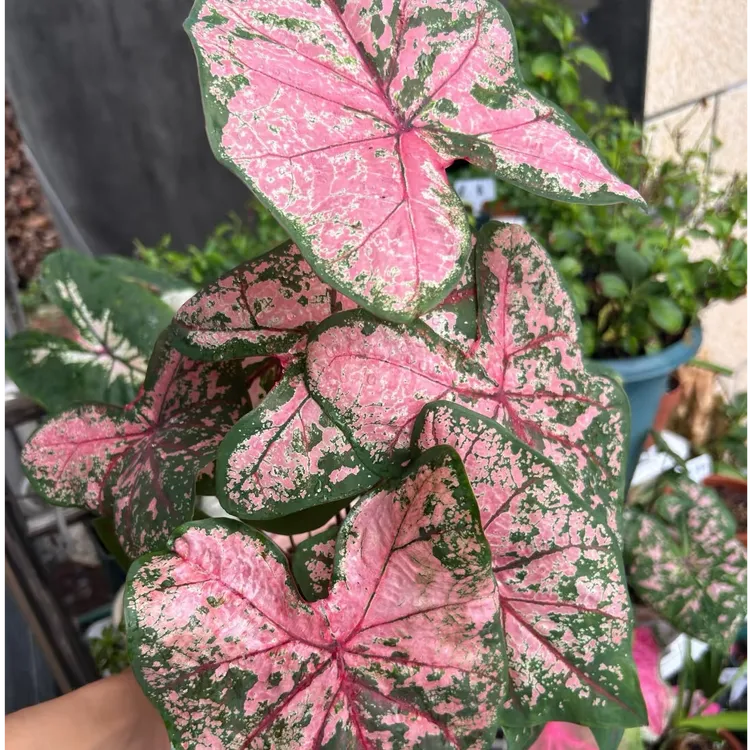 【有植依彩叶芋】卡罗琳卡洛琳粉色大颗种球彩叶芋高颜值ins风