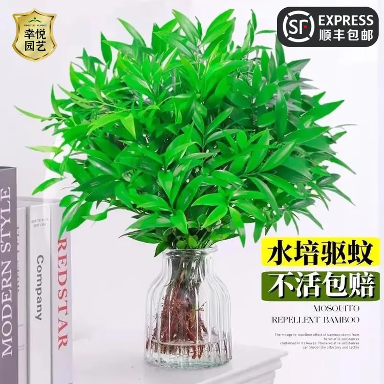 竹水培好养竹柏水培花卉驱蚊客厅竹植物室内绿植四季水养盆栽驱蚊