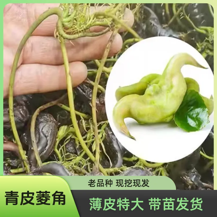 青菱角薄皮特大种苗老菱角两角菱角种子苗水生植物高产水竹盆栽