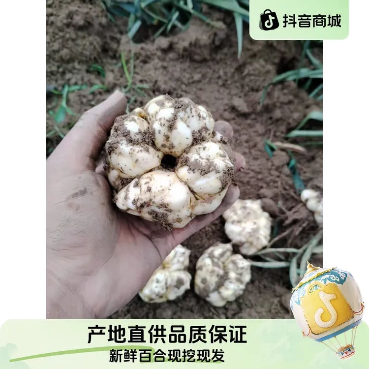 新鲜现挖龙山食用百合卷丹百合新鲜百合产地直销软糯百合新鲜清香