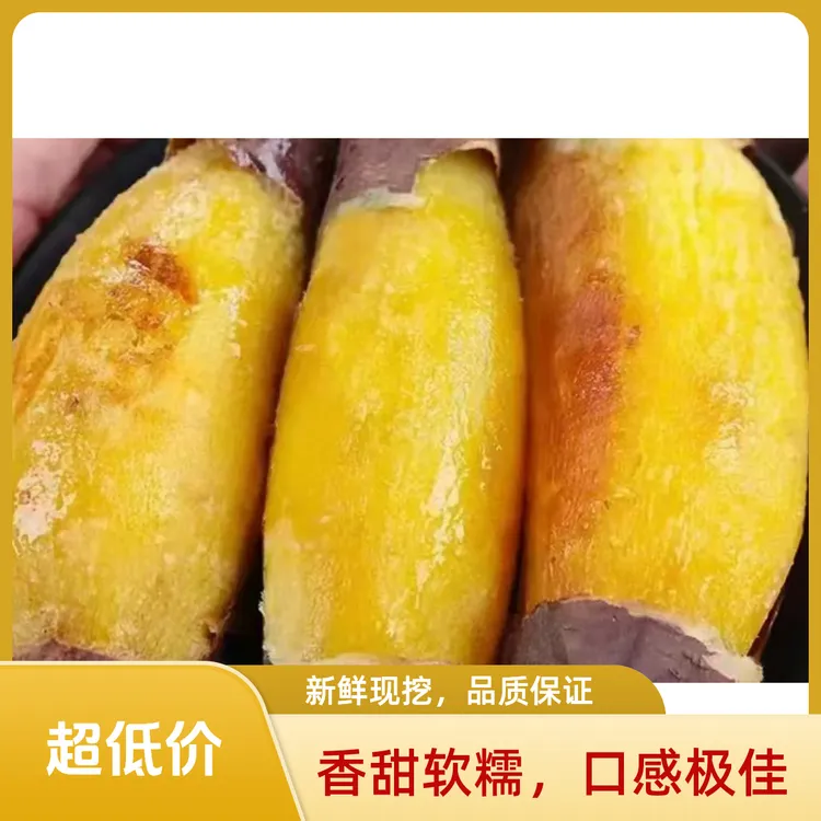 卫强红薯邱县卫强黄金蜜薯