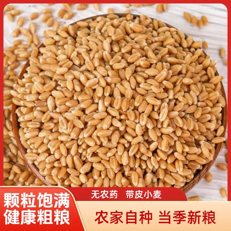 农家小麦 25年新鲜小麦带皮小麦粒可磨面粉酿酒小 可猫草打窝饲料