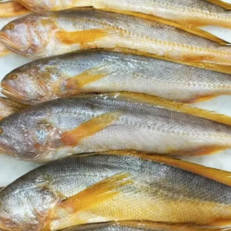 4条）山东发货 精品黄鱼（500g左右/条）新鲜速冻 到手4条