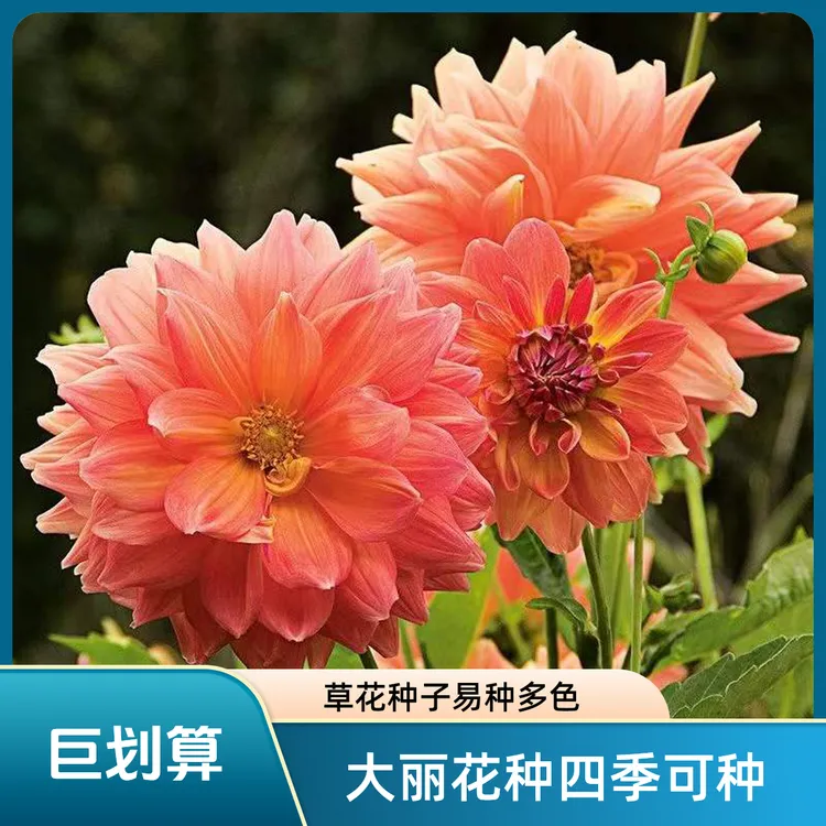 多年生大丽花种子地瓜花种子四季栽种花卉年年花开商品图