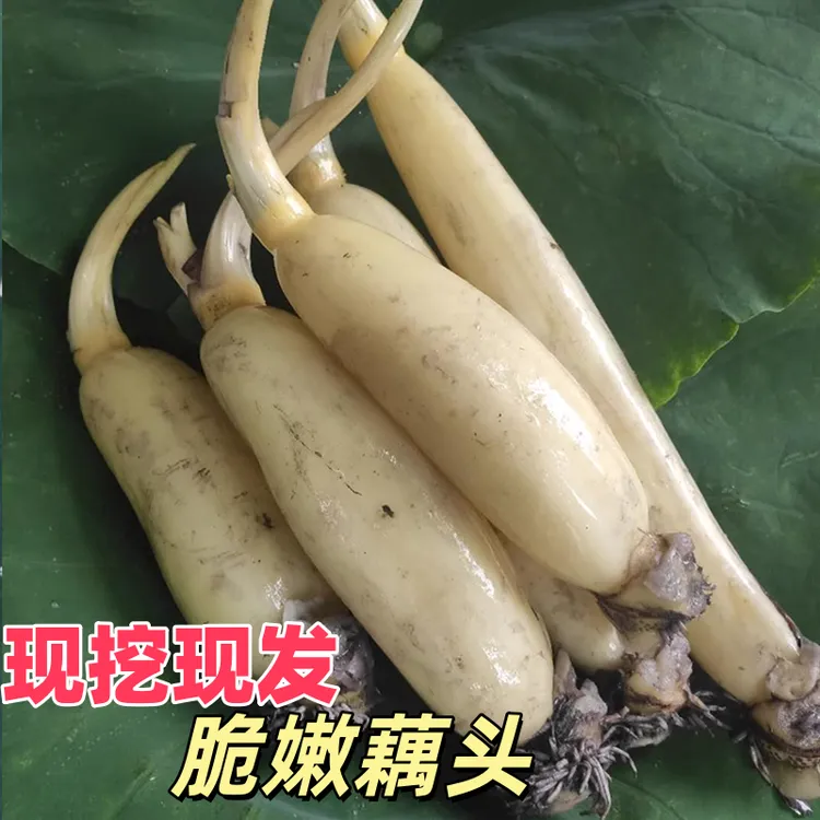 湖北洪湖新鲜现挖嫩莲藕脆嫩清甜炒凉拌