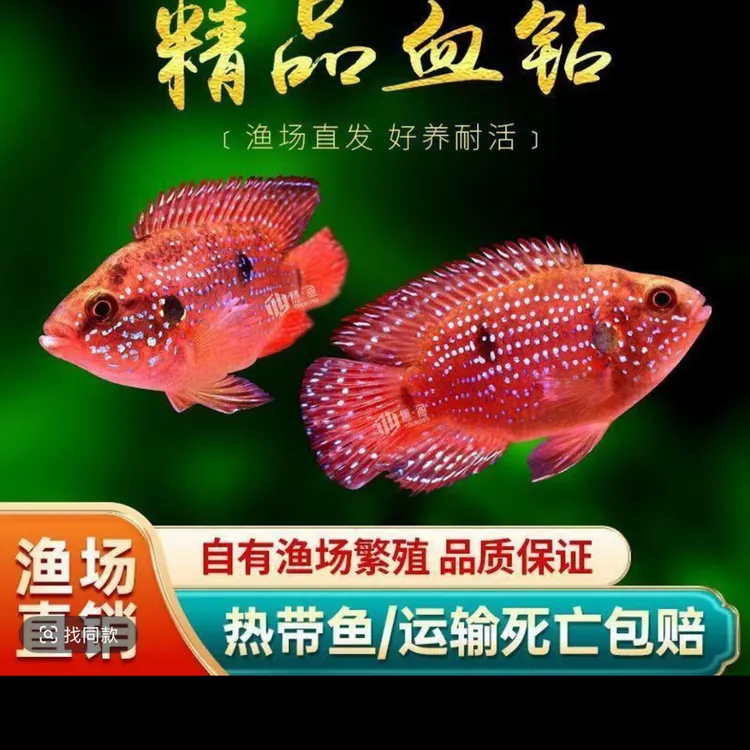 直播福利血钻红宝石球种鱼球体雕科鱼招财好养耐活热带观赏淡水鱼