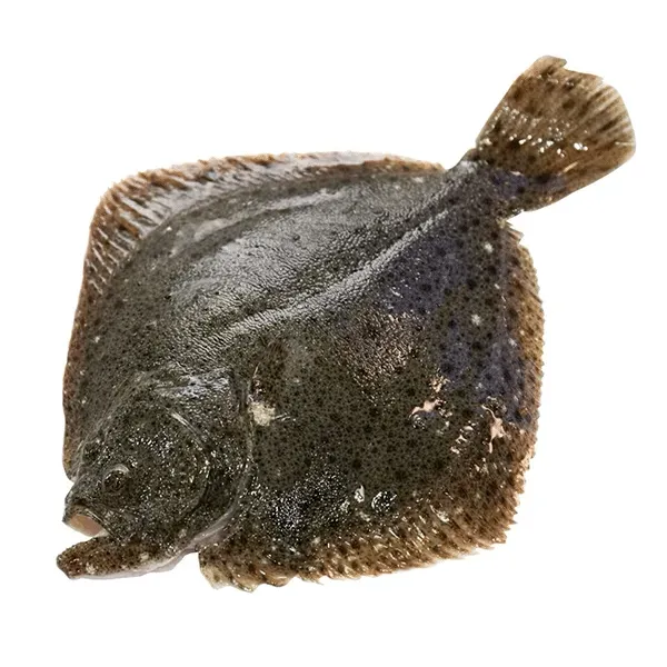 【顺丰包邮】新鲜多宝鱼清蒸红烧美味之选