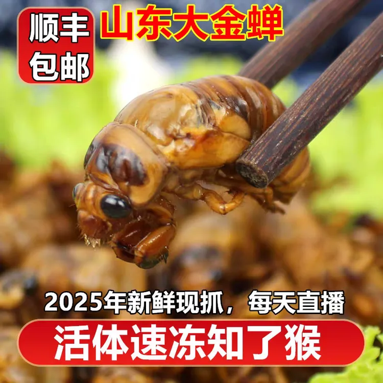 山东特产新鲜知了猴金蝉爬叉顺丰包邮冷冻保鲜