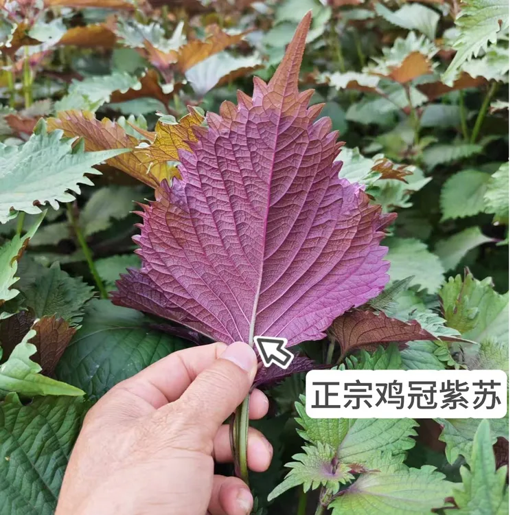 新鲜现摘现发正宗紫苏叶嫩叶牛蛙鱼生调料紫苏去腥提鲜长杆发货