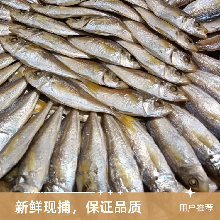 新上市连江本地野生熟鱼【炊提】【顺丰空运】