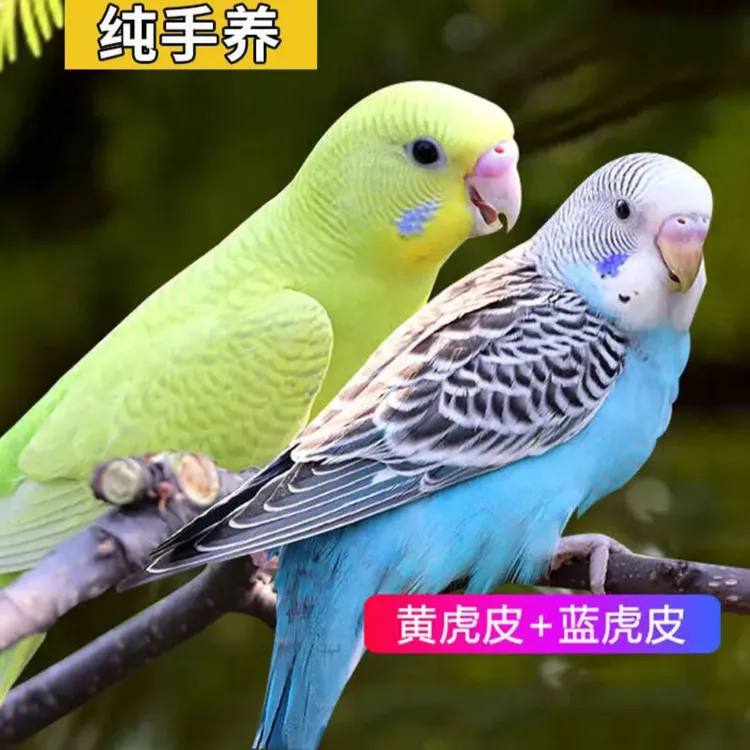 虎皮鹦鹉活鸟手养精品鸟适合家养能繁殖下蛋活泼粘人观赏宠物鸟