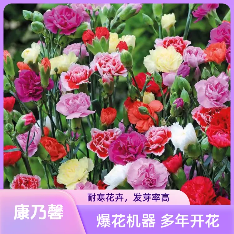 【爆花机器】重瓣康乃馨种子阳台盆栽耐寒易活绿植鲜花花卉种籽春季商品图