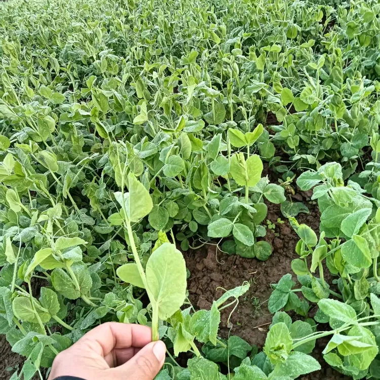 时令豌豆尖农家肥种植现摘新鲜清甜爽口另送土分葱农户直供蔬菜