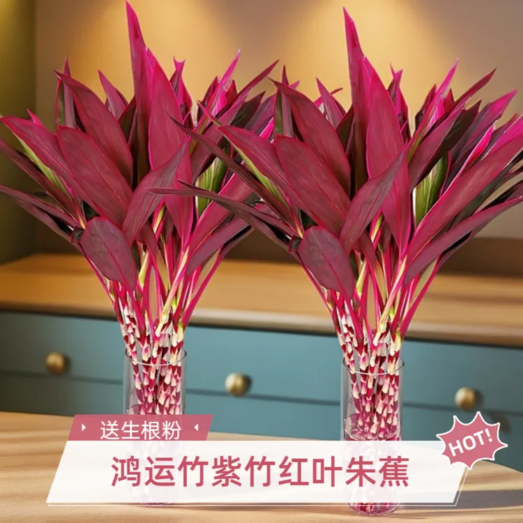 鸿运竹水培植物客厅红叶朱蕉水养竹子富贵竹室内红竹盆栽花卉绿植