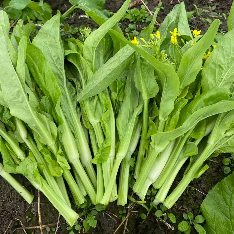 四川农家霜打白菜苔白菜心本地自种生态时令蔬菜现摘现发清香回甜