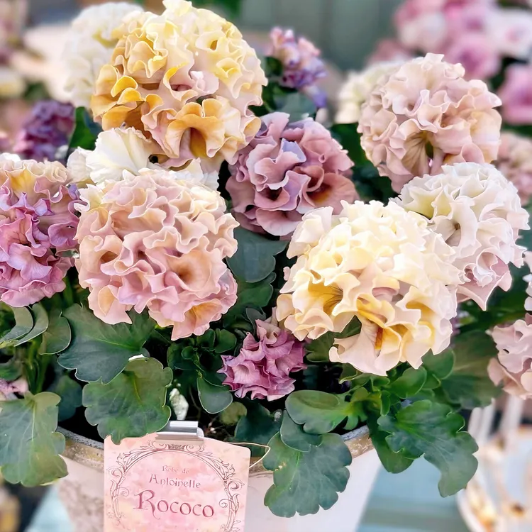 苏城花园皱边角堇三色堇花期长盆栽花卉耐寒冬季好养阳台花园植物