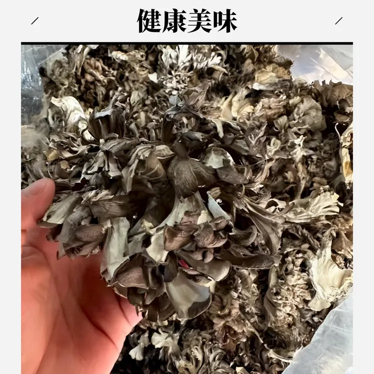 云南特产干巴菌姜妍同款灰树花干货可煲汤爆炒用于炒饭鲜香美味