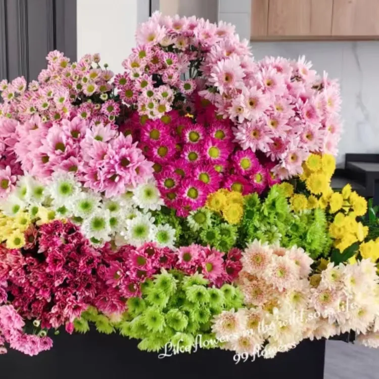 【多头小雏菊】鲜切花鲜花基地采摘直发123商品图