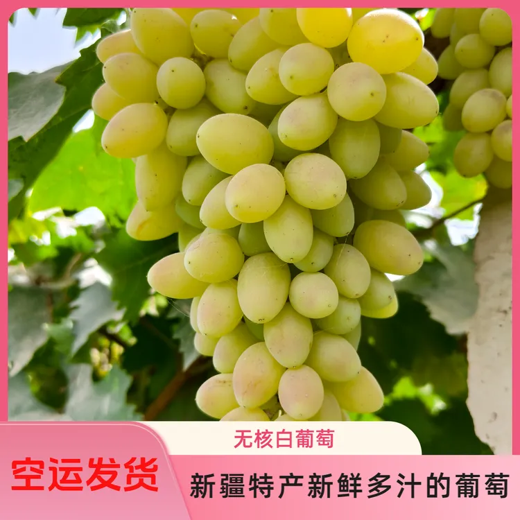 新疆吐鲁番无核白葡萄无籽清甜当季新鲜水果 空运包邮 全国包邮