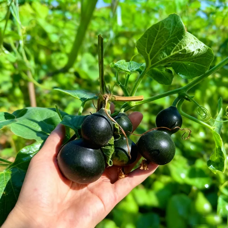 【W】墨绿八宝小葫芦种子翡翠葫芦盆栽手捻葫芦文玩种籽新品种阳台商品图