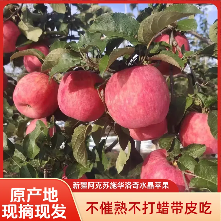 [当季]正宗新疆阿克苏[施华洛奇水晶苹果]新鲜水果现摘现发丑苹果