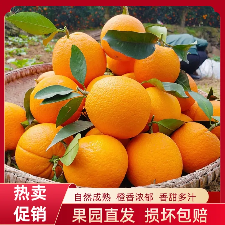正宗江西赣南脐橙新鲜现摘水果孕妇甜橙子产地直发信丰手剥橙大果