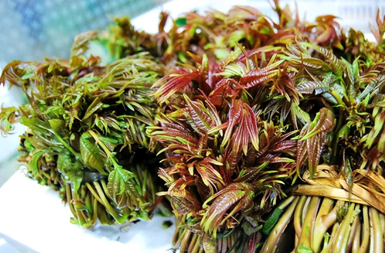新鲜香椿芽露天头茬嫩芽蔬菜红油香椿春季美味