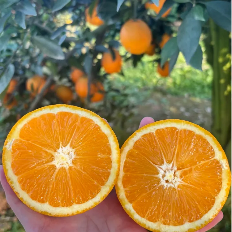 湖北秭归纽荷尔甜橙鲜甜多汁应季水果产地直发