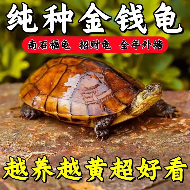 纯种金钱龟聚财旺宅风水长寿南石龟石金钱龟宠物观赏龟乌龟活物龟