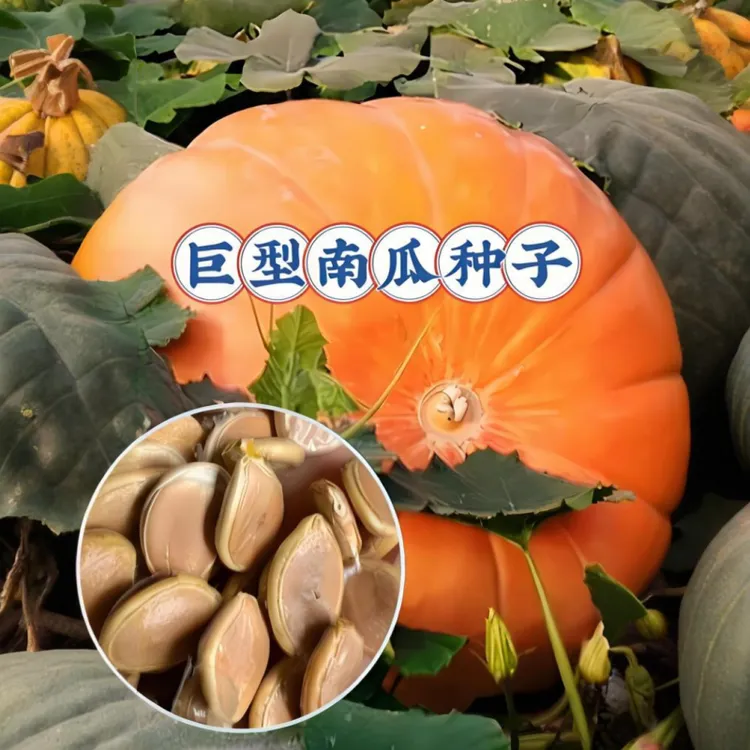 T巨型南瓜种子四季播种阳台盆栽小院易种植夏季开花高产蔬菜商品图