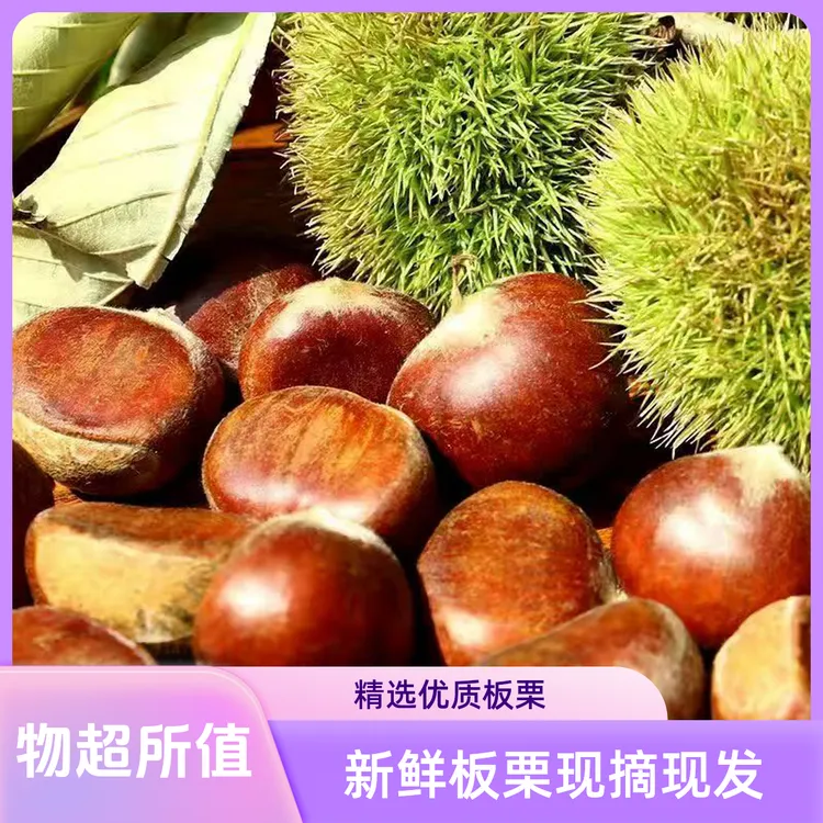 贵州鲜现摘高山板栗甘甜清脆可生吃的美味板栗