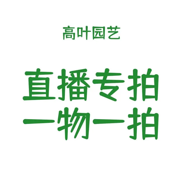 精品盆景地景罗汉松一物一拍